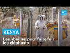 Kenya : les abeilles comme solution au conflit entre éléphants et êtres humains • FRANCE 24