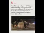 Cavalli in fuga dalle prove del 2 giugno: verifiche in corso sui fuochi sparati da un vigile urbano