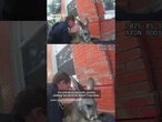 Bodycam video shows Colorado police catching kangaroo