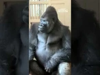 Gorilla litiga con la compagna e si mostra arrabbiato: così conquista il web