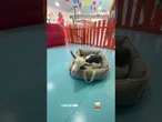 Mini cabra chama atenção ao inventar jeito curioso de pedir carinho