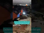 Bombeiros resgatam cachorro com vida sob escombros após terremotos na Venezuela