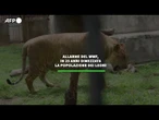Allarme nel Wwf, in 25 anni dimezzata la popolazione dei leoni