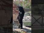 Bear or human? Chinese zoo faces accusations