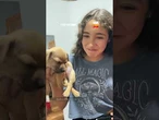 Tutora começa a cantar e cachorro entra em modo soneca