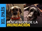 BRASIL | Un refugio acoge miles de mascotas perdidas en las inundaciones en Rio Grande do Sul