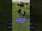 Drone registra rebanho ilhado após fortes chuvas em Pernambuco