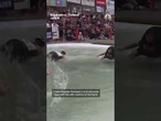 Finland holds wife-carrying race