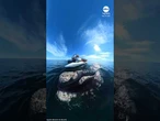Whale greets tour boat passengers in Patagonia