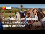Caminhão com porcos é saqueado após sofrer acidente na MT-480; veja vídeo