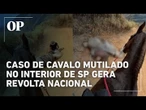 Caso de cavalo mutilado no interior de SP gera revolta nacional e revolta celebridades