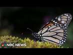 Butterfly population declining at 'catastrophic' rate, research says