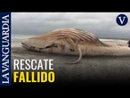 Hallan muerta a la ballena jorobada “Timmy” tras un intento de rescate en el mar del Norte