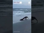 Alligator spotted strolling on South Carolina beach