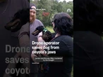 Drone Operator saves dachshund from coyote's jaws