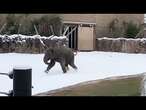 Les animaux du zoo de Houston découvrent la neige pour la première fois