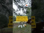 Milhões de abelhas escapam após caminhão tombar e geram alerta nos EUA