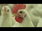 AGRO INFO | 21.10.2025 | TV Republika