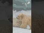 Polar bear cubs make first steps at Siberian zoo