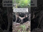 A team of rescuers helped free a bull moose after it fell into an open well in a Maine forest