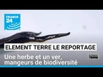 Dans nos jardins, plantes décoratives et vers carnivores menacent la biodiversité • FRANCE 24