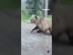 WATCH: Woman's SHOCKINGLY close encounter with grizzly bear #bear #shorts #scary #canada