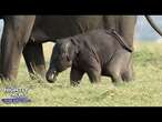 Houston Zoo administered a 'groundbreaking' vaccine to an elephant | Nightly News: Kids Edition