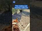 Dramatic footage of cowboy using lasso to capture runaway bovine