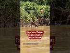 Foi por pouco! Capivara escapa de ataque de onça no Pantanal