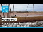 Aux Caraïbes, les sargasses envahissent les plages et pèsent sur le quotidien des habitants