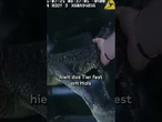 FLORIDA: Kuriose Festnahme von Bodycam aufgezeichnet! "Pool"-izei muss Alligator umsetzen #shorts