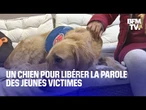 Pédocriminalité: Rumba, la chienne qui aide à recueillir la parole des jeunes victimes