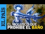 DRAGÓN AZUL | Picaduras leves y sin riesgo para la mayoría: así es el molusco que ha cerrado playas