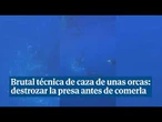 Descubren una impactante técnica de caza de las orcas: embisten a gran velocidad a peces luna