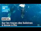 Brésil : sur les traces des baleines à bosse à Rio • FRANCE 24