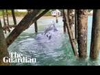 Trapped pygmy whale released from under Auckland wharf