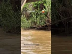 Registro raro mostra tensão entre onça, jacaré e ariranhas no Pantanal