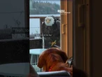 Bald eagle and dog form unlikely bond in backyard of Washington home