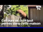 Salon, cuisine, piscine… Cet ours brun profite des villas de ce quartier résidentiel de Los Angeles