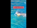 Lo spettacolare avvistamento di una foca monaca nel mare di Ischia