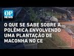 O que se sabe sobre a polêmica envolvendo uma plantação de maconha no CE l O POVO NEWS