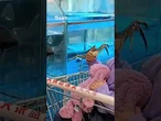 Moment supermarket fish leaps out of tank and SLAPS little girl in the face