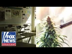 'SHOCKING': School board axes marijuana testing for new teachers