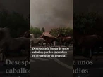 Desesperada huida de unos caballos por los incendios en el suroeste de Francia