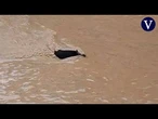 Un jabalí lucha por evitar que se lo lleve la corriente del río Besòs