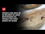 Fósseis com mais de 90 milhões de anos repatriados da França vão para museu no Ceará | LIVE CNN