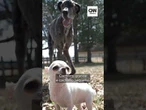 Maior e menor cães do mundo se conhecem nos eua