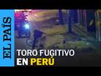 PERÚ | Un toro escapa en la calle y embiste a dos personas | EL PAÍS