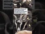 Sheep take over Madrid's streets during annual festival
