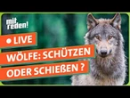 Der Wolf in Deutschland: schützen oder schießen? | mitreden.ard.de